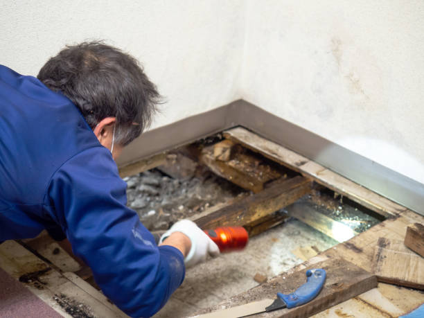 Best Mold Remediation Services  in Monroe, IA