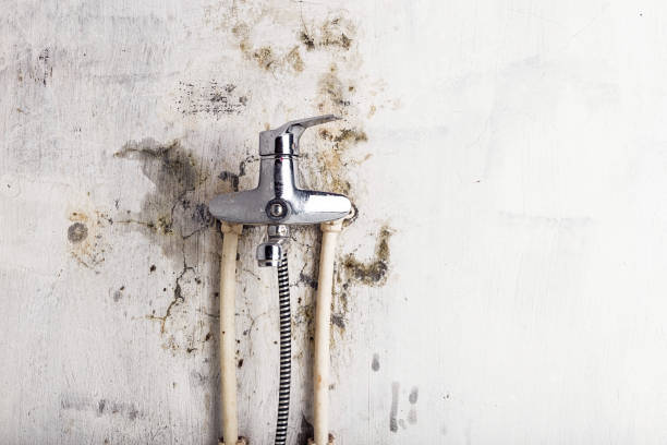 Best Mold Cleaning Services  in Monroe, IA