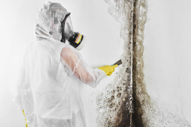 Monroe, IA Mold Removal Company