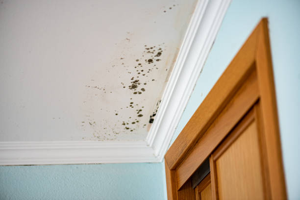 Best Office Mold Removal Services  in Monroe, IA