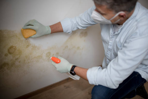 Best Affordable Mold Removal  in Monroe, IA