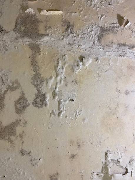 Best Professional Mold Removal  in Monroe, IA