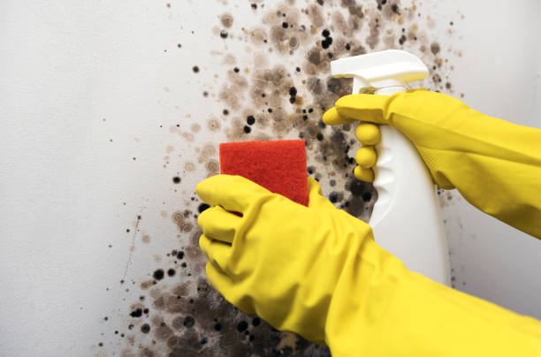 Best Emergency Mold Removal  in Monroe, IA