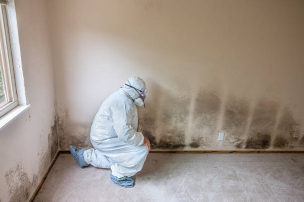 Best Mold Damage Repair  in Monroe, IA