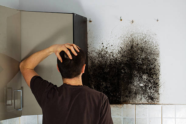 Best Certified Mold Removal  in Monroe, IA