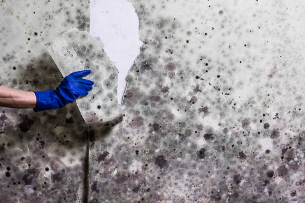 Best Crawl Space Mold Removal  in Monroe, IA